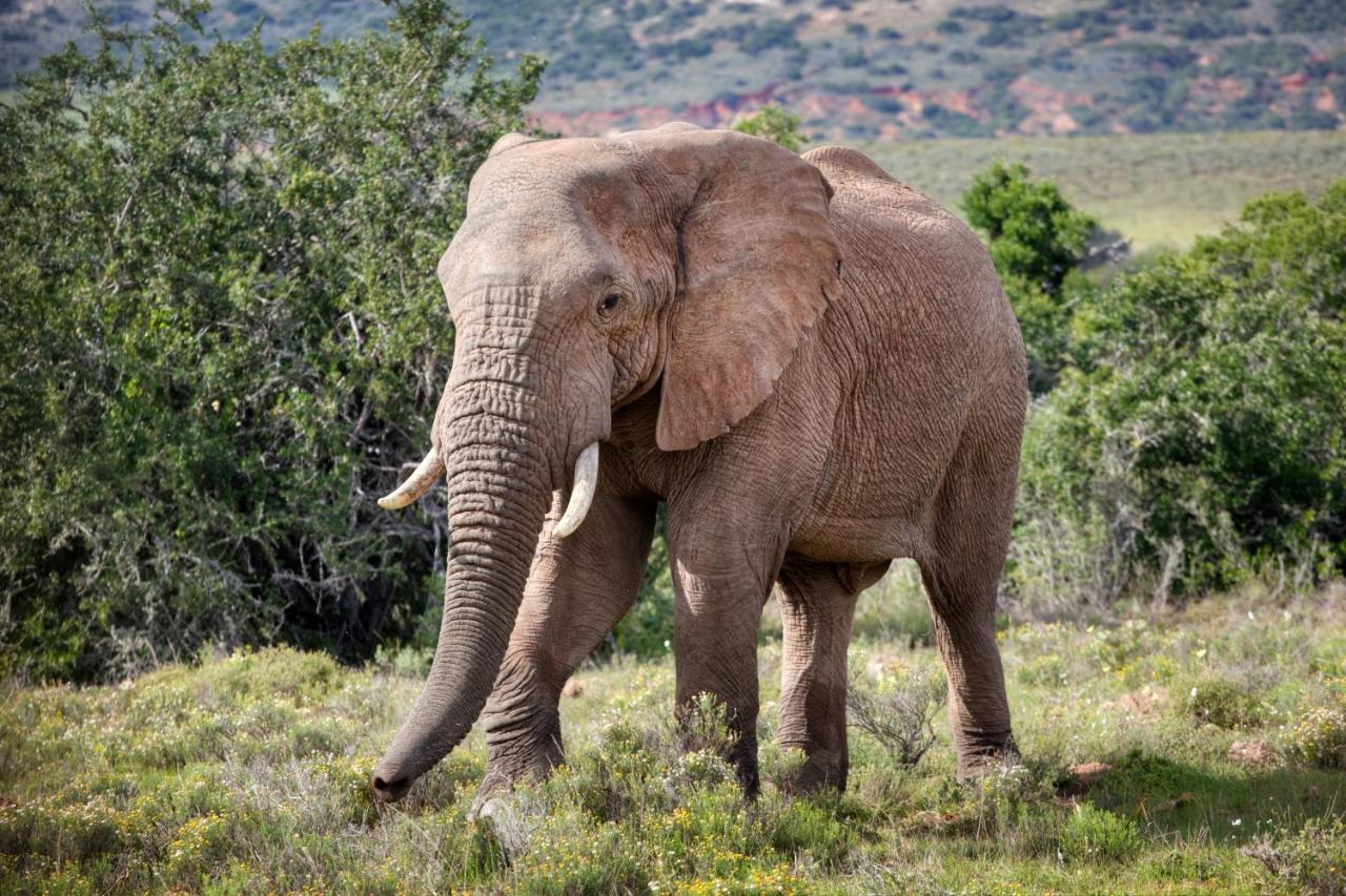 Bush Lodge – Amakhala Game Reserve Bagian luar foto